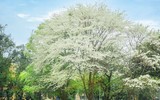 Hà Nội đẹp lạ lùng trong màu trắng hoa sưa